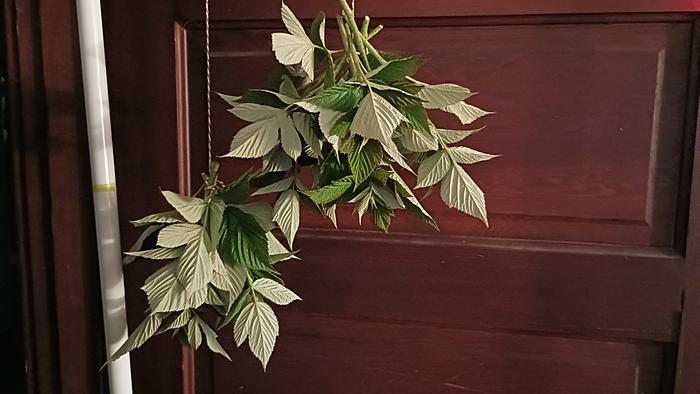 Hanging the leaves to dry