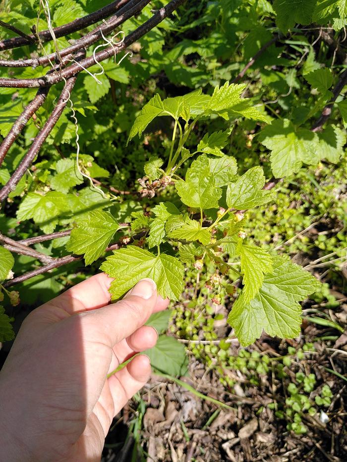 Raspberry plants