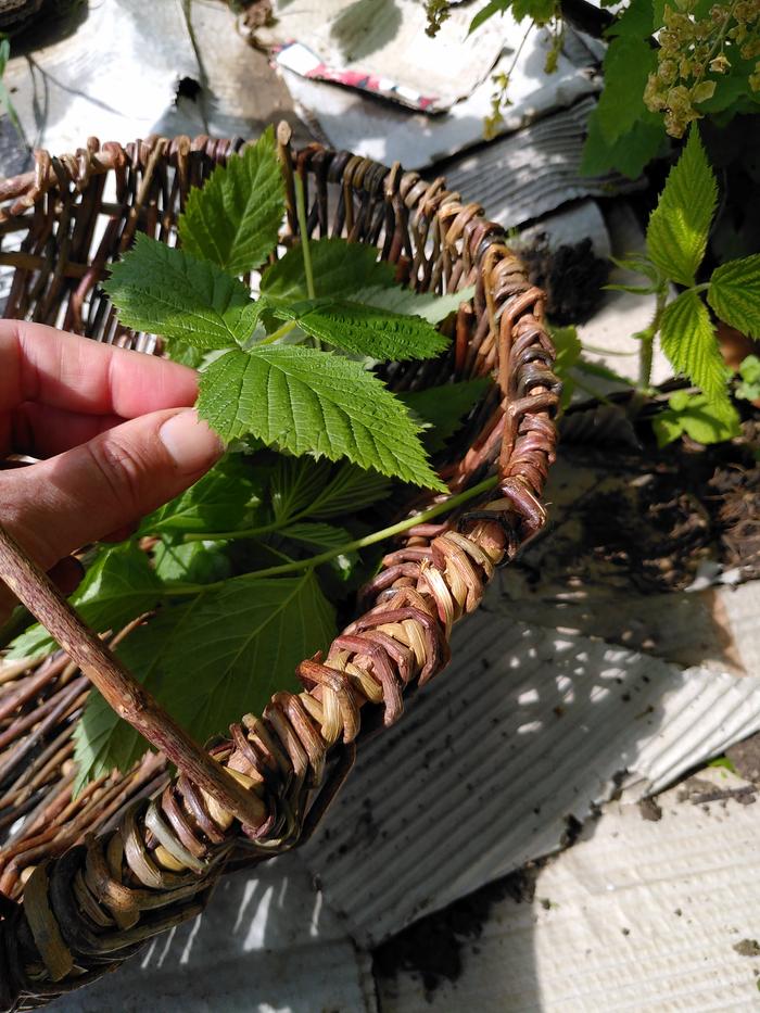 harvesting raspberries from my allotment