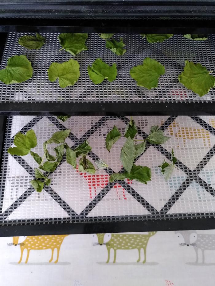 drying raspberry leaves in the dehydrator