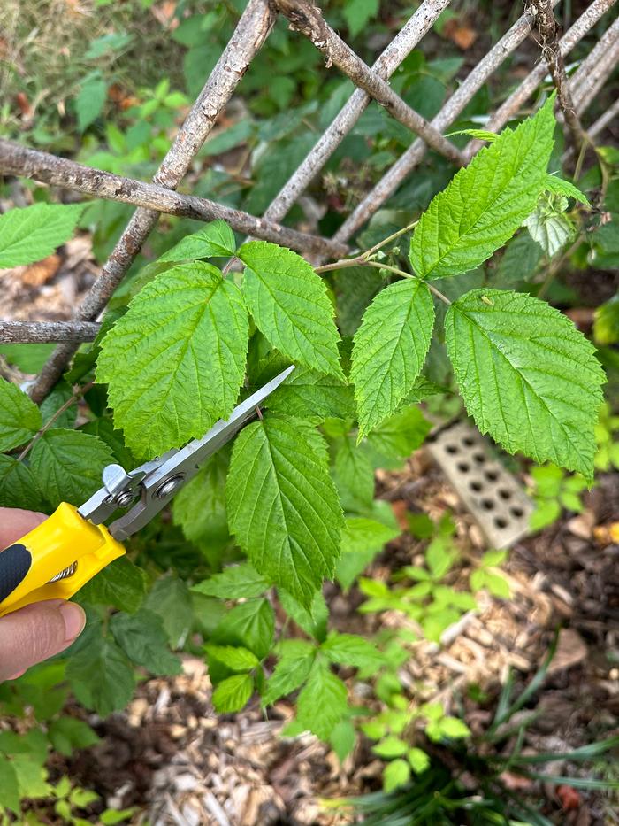 harvesting the leaves