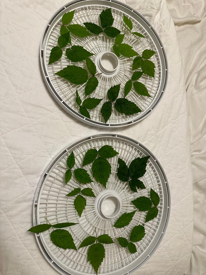 laying them to dry on trays under a ceiling fan