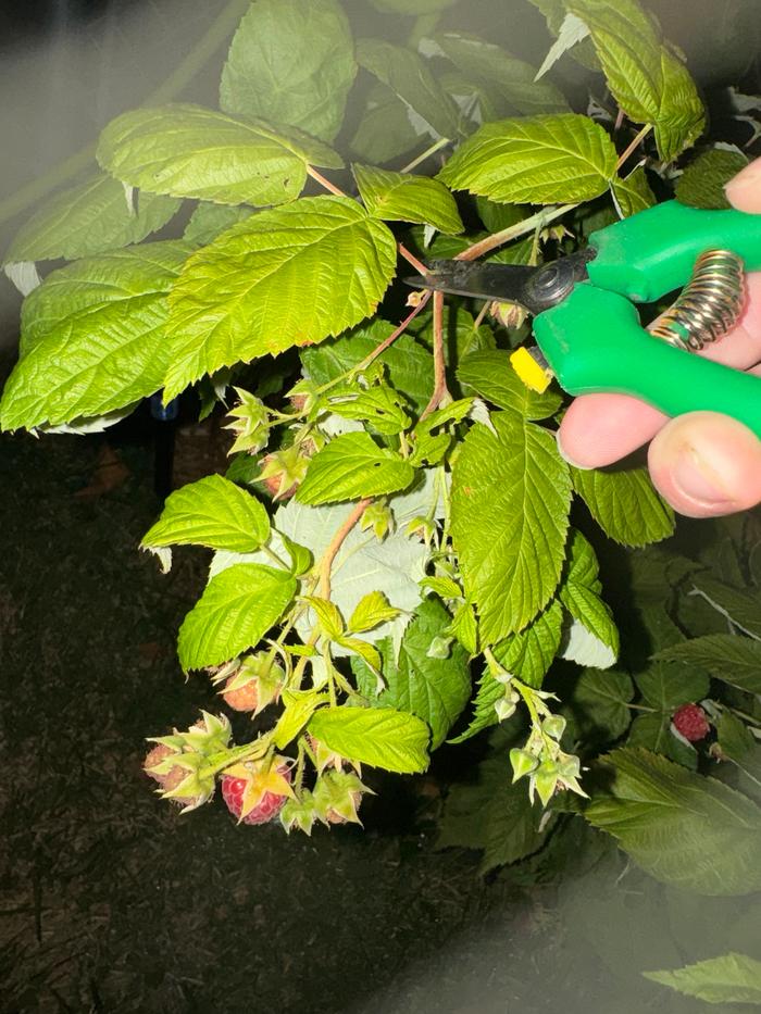 Harvesting fresh leaves