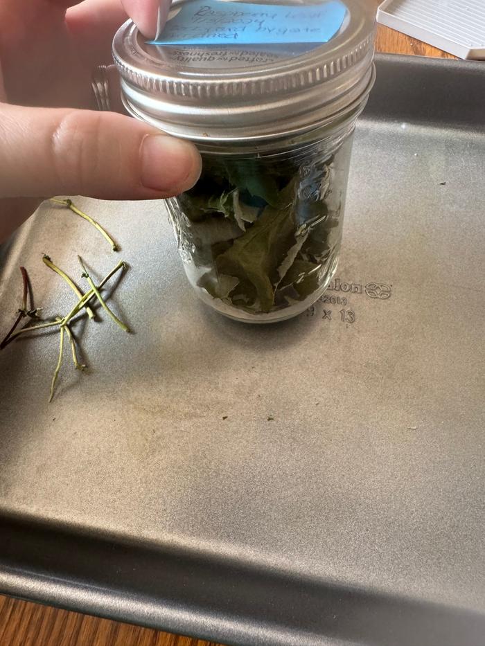 Jar full of leaves 