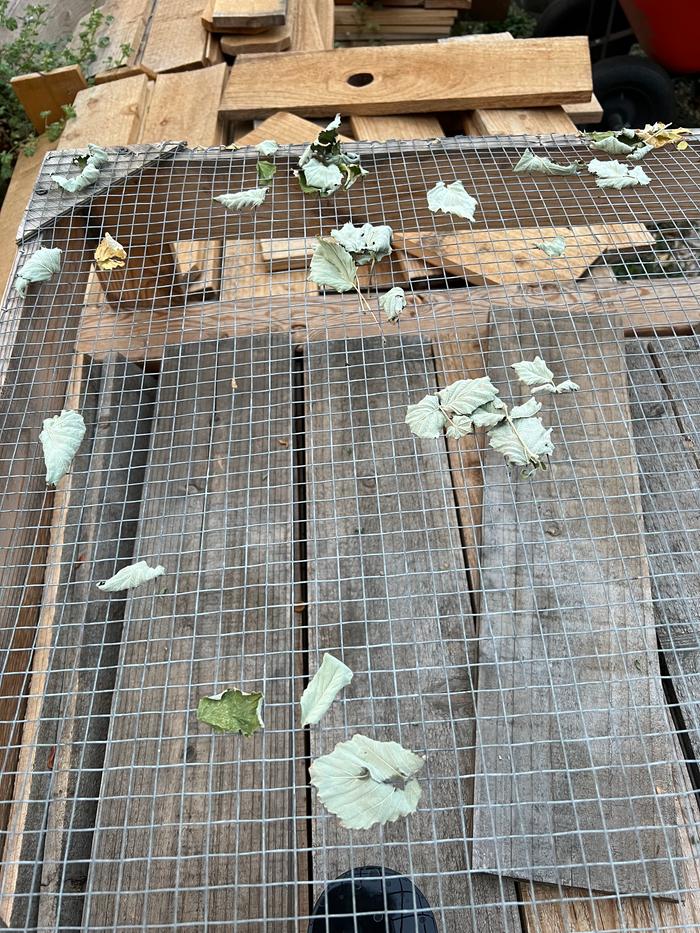 Drying on rack