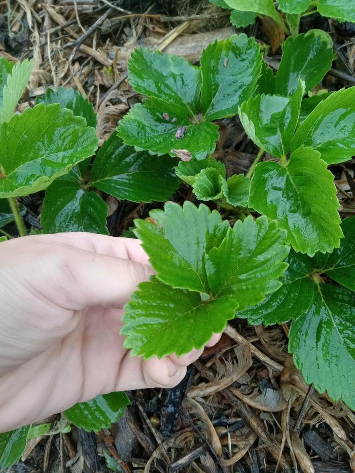Fresh herbs being picked 