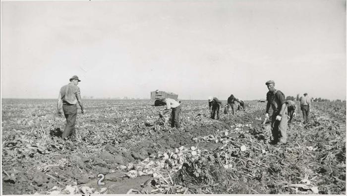 harvesting sugar beets by hand back in the day