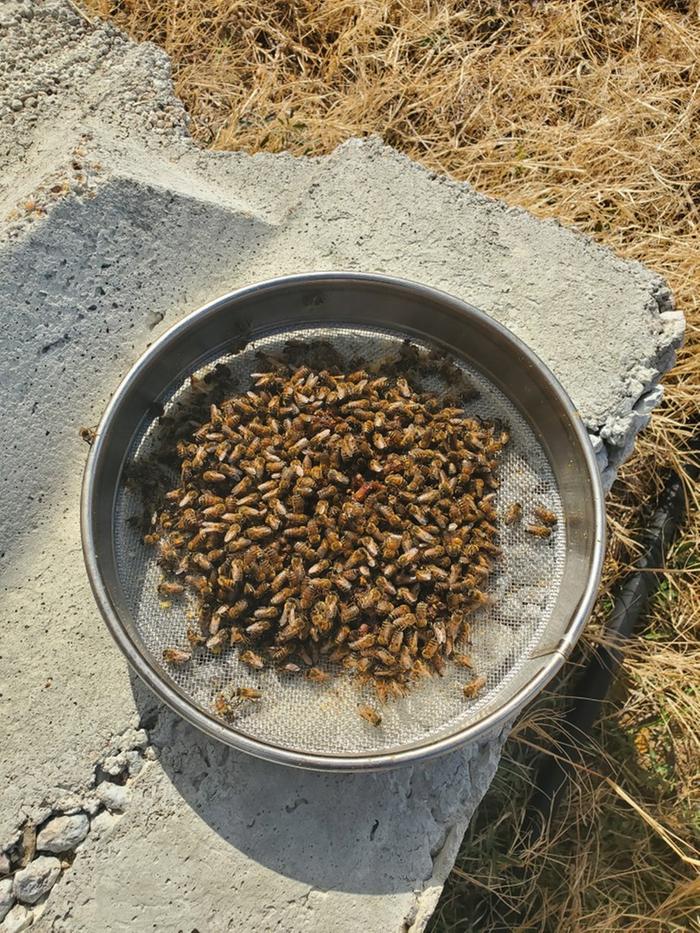 bees cleaning comb