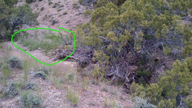 plants growing on desert hugel