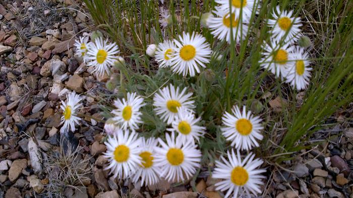desert asters