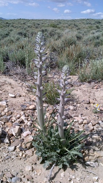 caulanthus crassicaulist