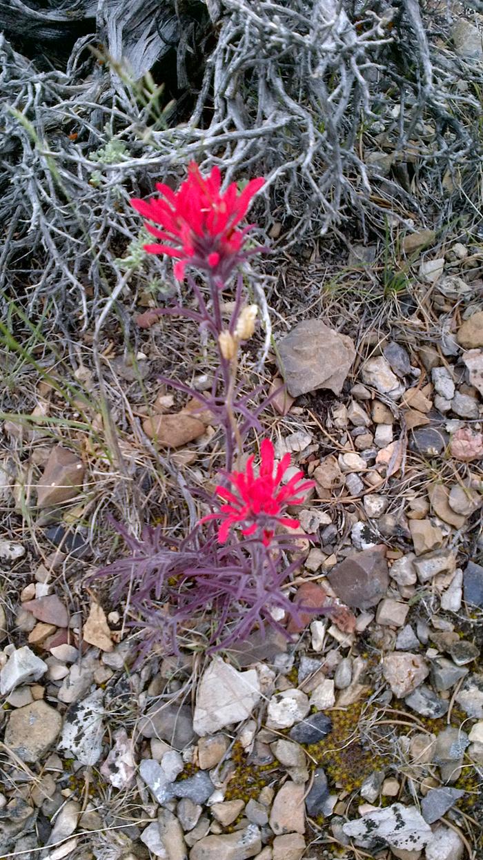 Indian paintbrush