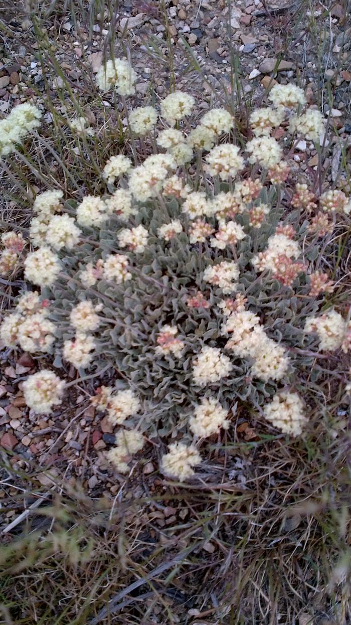 desert buckwheat
