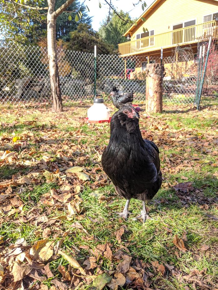 Pretty black backyard chicken