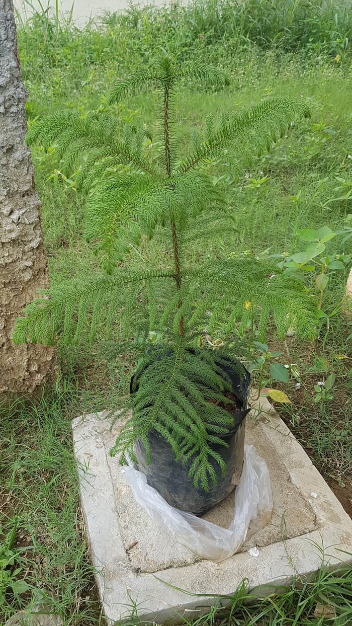 pine tree identification?