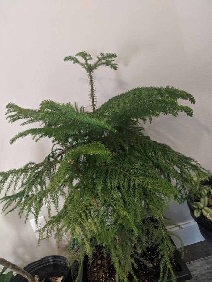 Norfolk Island Pine