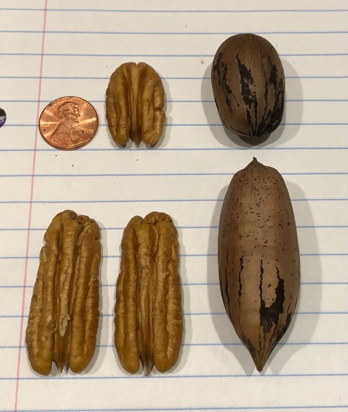 Medium and large size pecans from my neighborhood