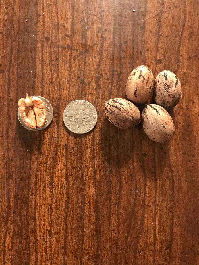 pecans and dime for scale