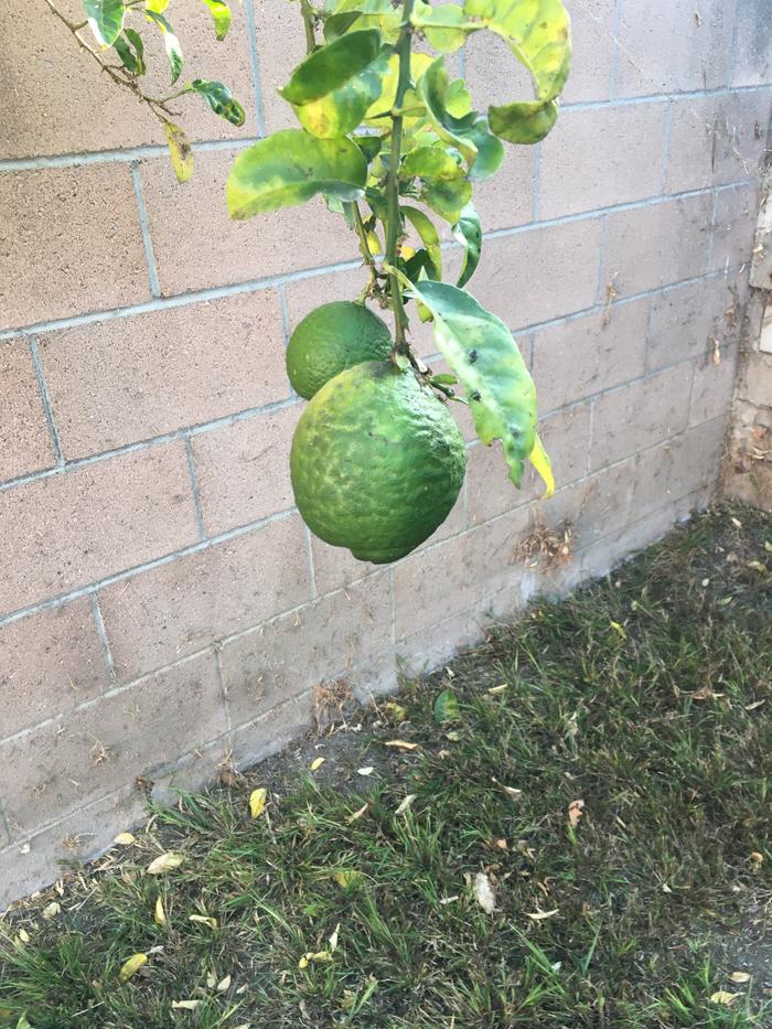 Green fruit?