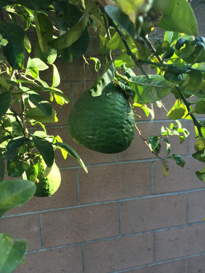 What is this green fruit?