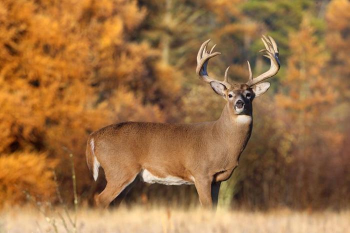 There he is... your next deer!