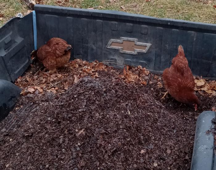 Leaves chopped and composted in the truck bed