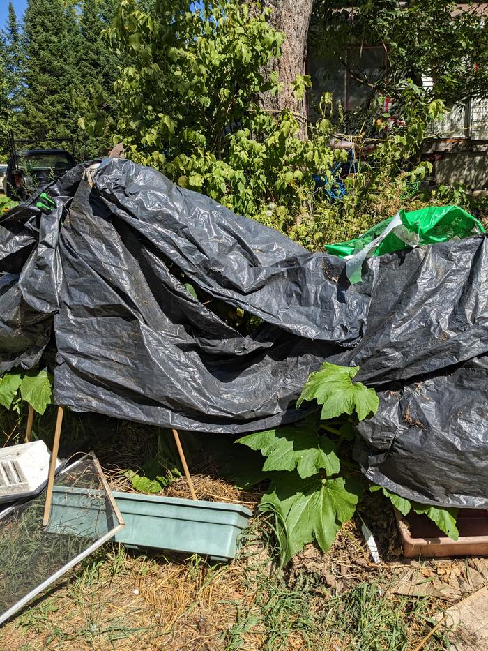 Repurposed garbage bags and roadside parasols for shading 