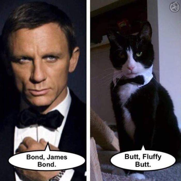 James Bond cat