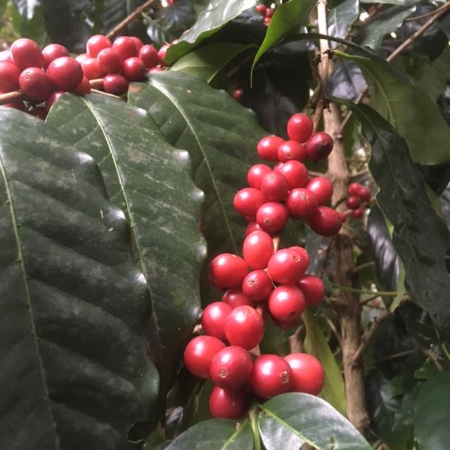 RED &amp; GREEN