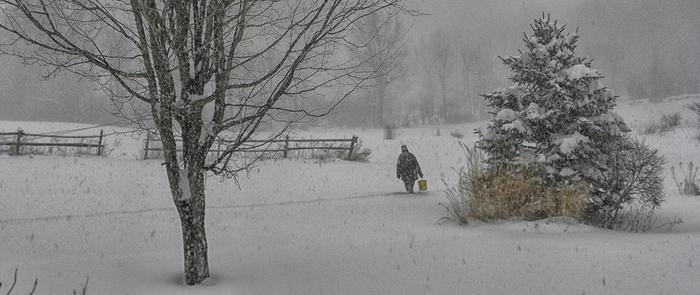 Joan returning from putting seed and corn out at the bird feeding station...across the field ( dedication ).