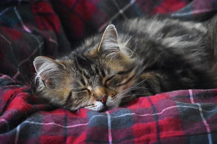 Violet nested on HER flannel comforter a few days after we found her outside half frozen near the barn ( in mid Winter ).