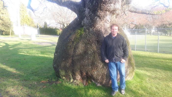 unusual tree shape