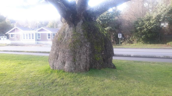 lumpy tree