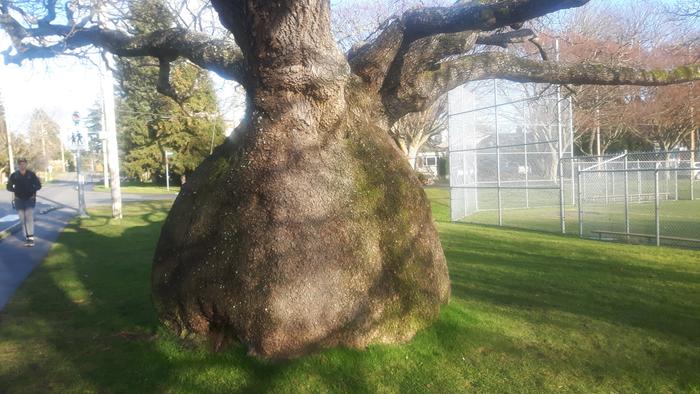 weird tree shape