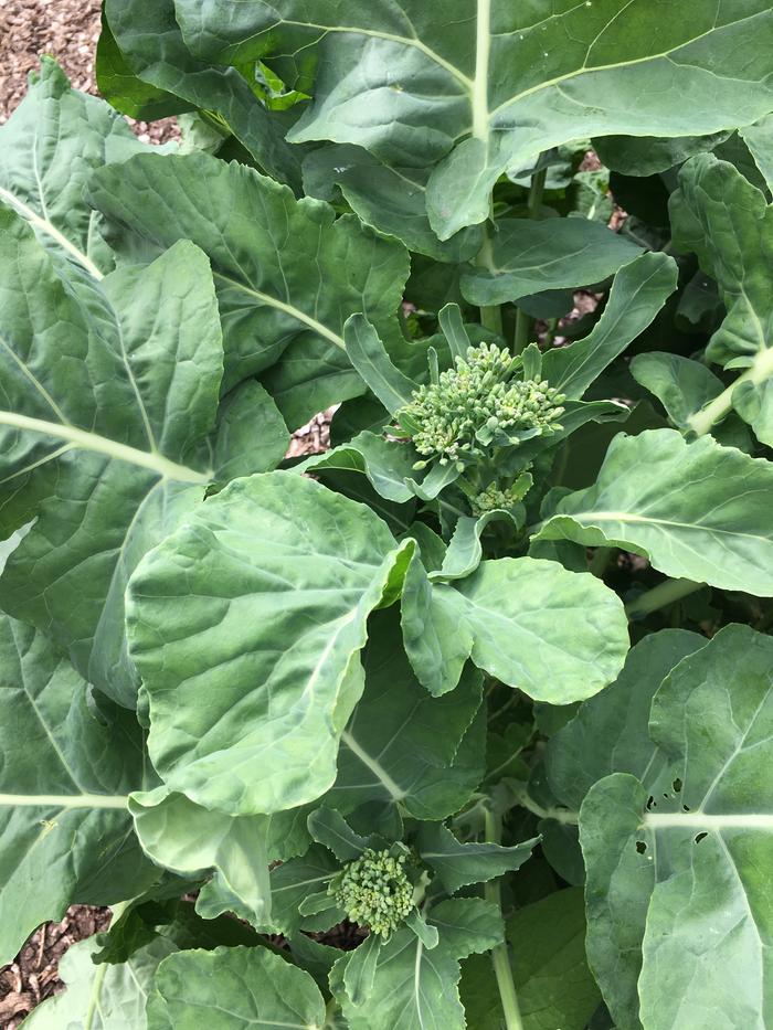 tree collards