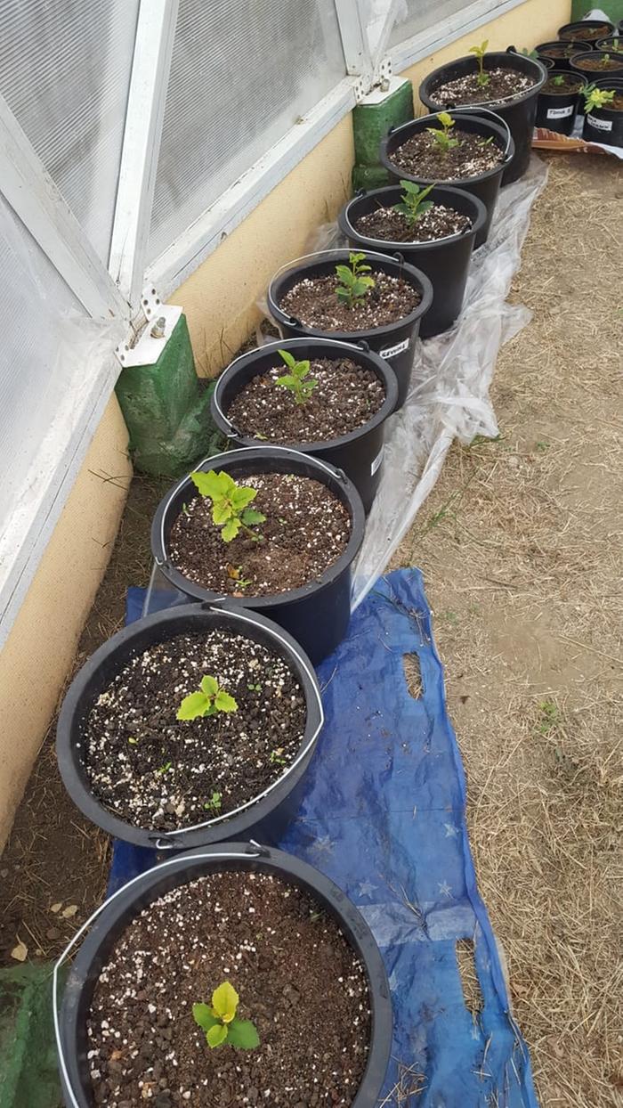 plants growing in homemade potting mix