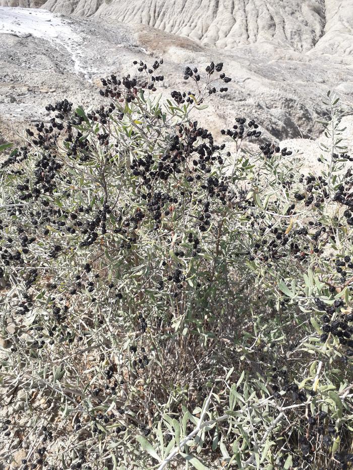 Nitraria schoberi fruit