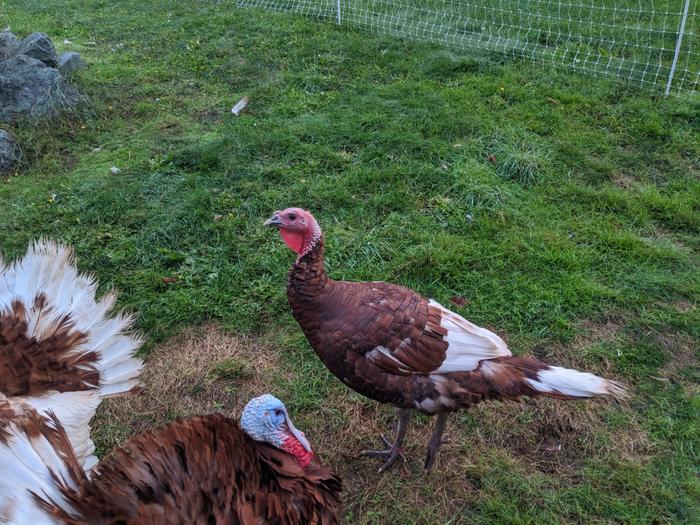Turkey live