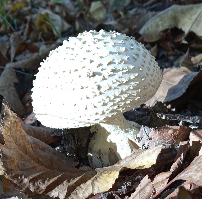 [Thumbnail for IMG_20251023_100757_660-2.jpg]