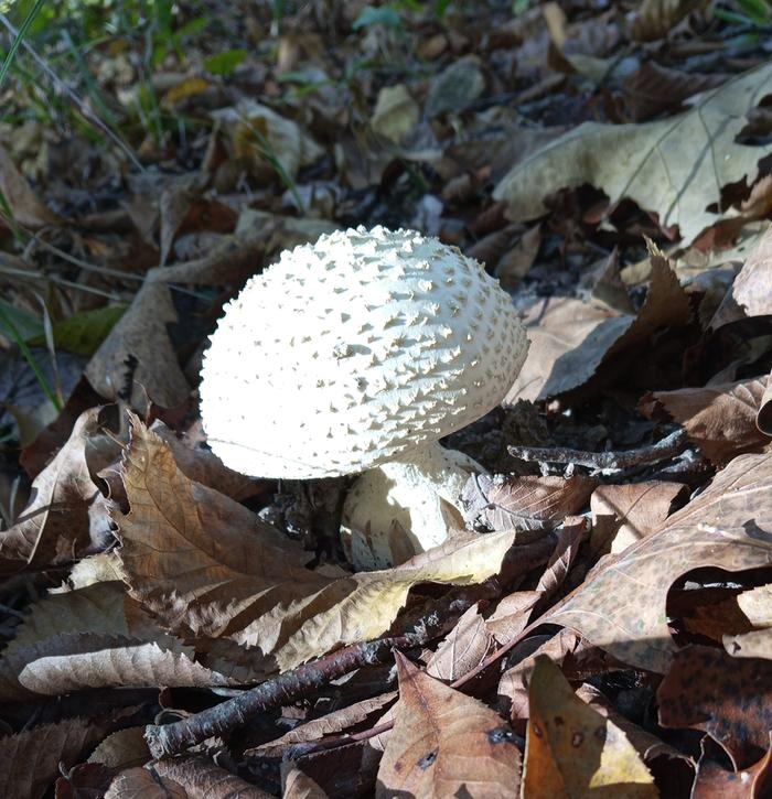 [Thumbnail for IMG_20251023_100755_413-3.jpg]