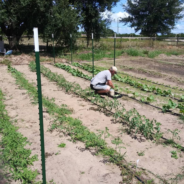 tomato trellis