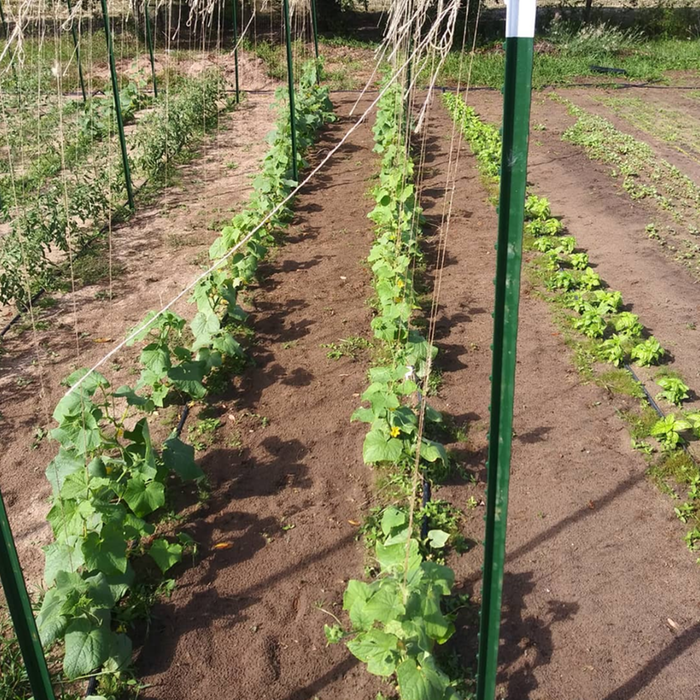 T-post trellis