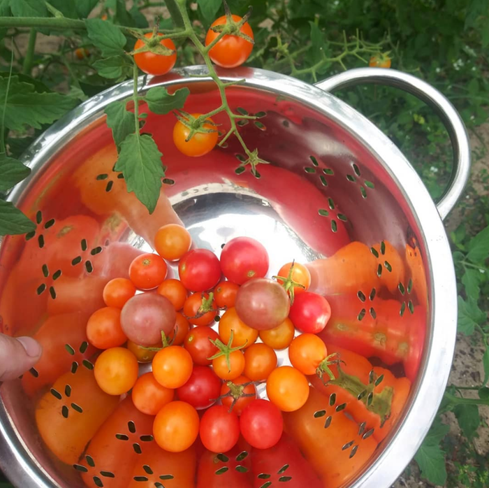 bowl of tomatoes
