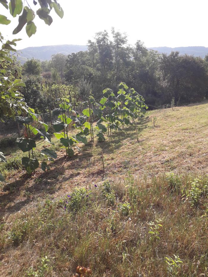 Paulownia Tomentosa