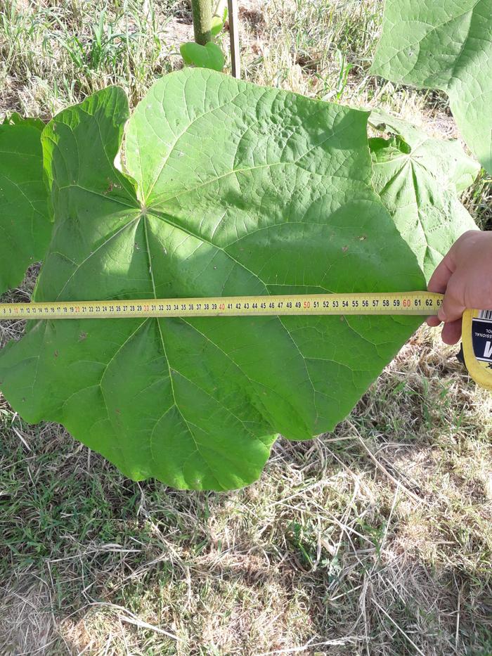 Paulownia Tomentosa