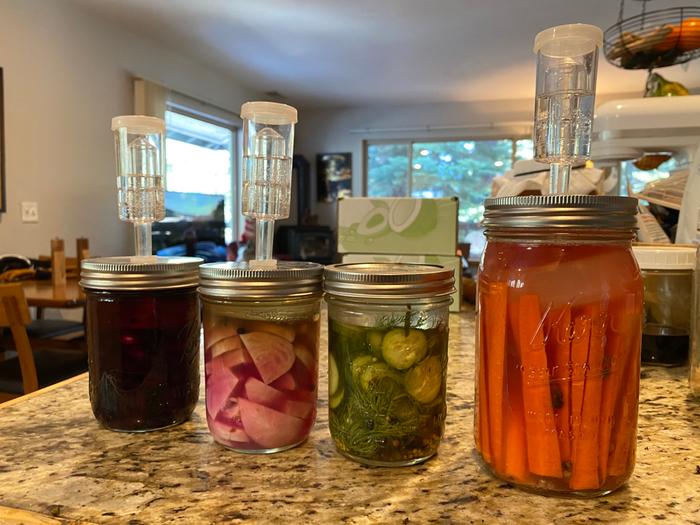 fermenting carrots, two different types of beets, and some cucumber pickles