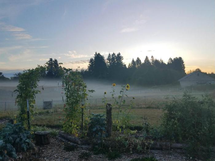 Fog on a homestead in the morning