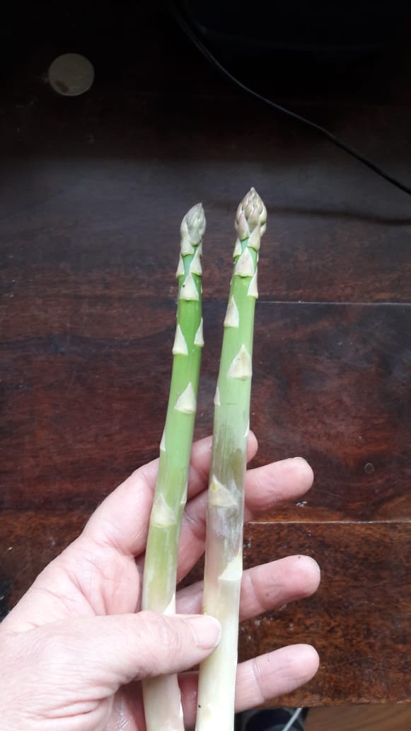 [Thumbnail for 2019-08-10-asparagus-in-wrong-season.jpeg]