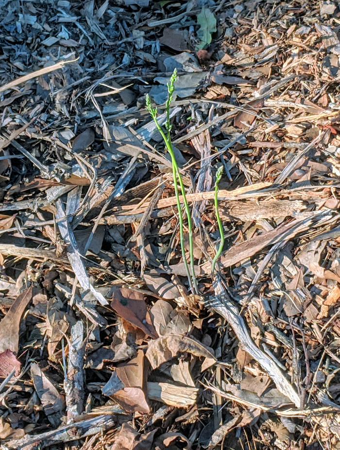 young asparagus