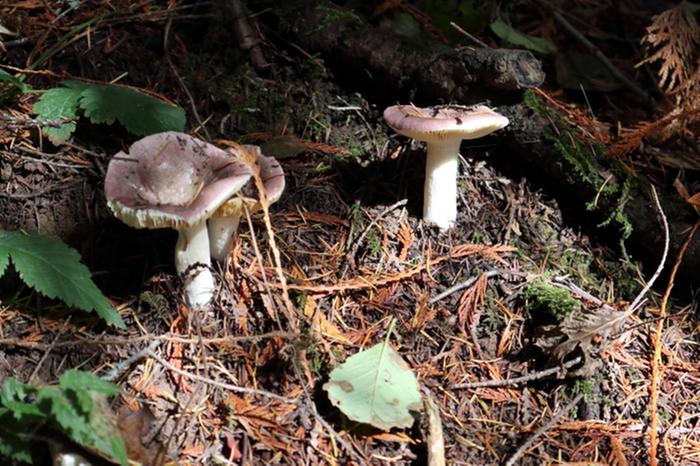 in a tiny sunny patch deep in a douglas fir forest